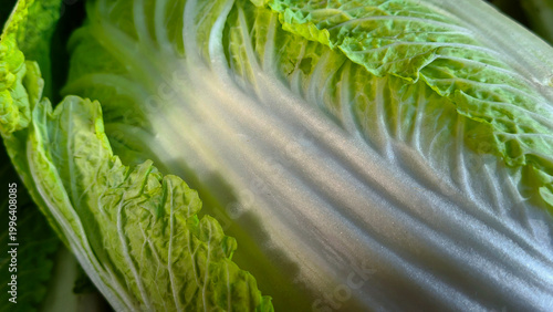Fresh Napa cabbage, Chinese cabbage, vegetables, harvest