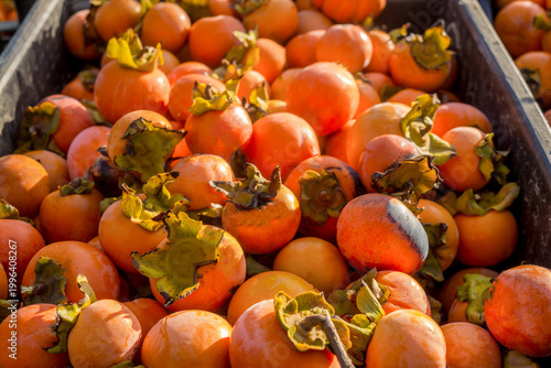 Obraz na płótnie Persimmon harvest