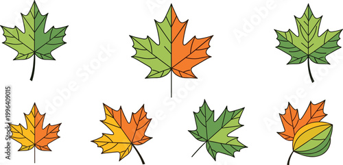 Collection of maple leaves in different seasons, green to autumn colors illustration set in clean flat cartoon vector style for nature design