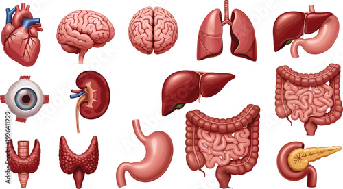 Detailed human internal organs vector illustration set with brain, heart, lungs, liver, kidneys, stomach and digestive system anatomy