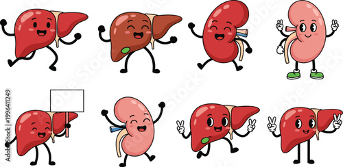 Cute cartoon liver and kidney characters vector illustration set with funny humanized organs, healthcare and medical concept