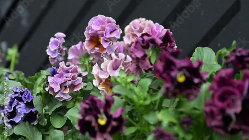 Close up of Japanese Pansies Growing Outside