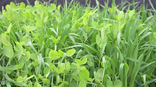 Peas and Oats Mix Cover Crop Growing in Garden Bed