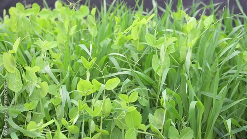 Peas and Oats Mix Cover Crop Growing in Garden Bed