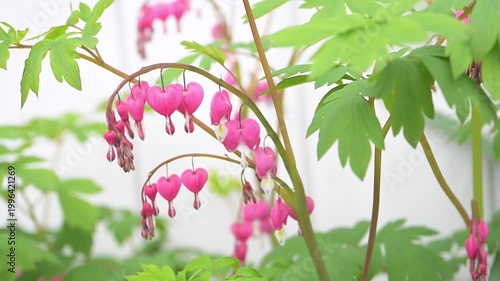 Close up of Pink and White Bleeding Heart Flowers Growing Outside