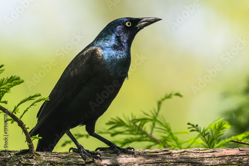Common grackle perched in a tree.