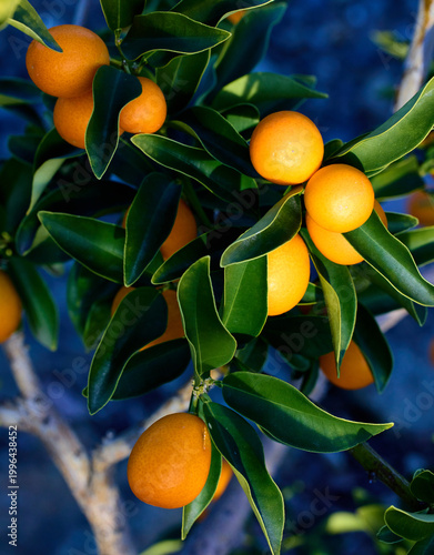 Kumquat fruit on the tree