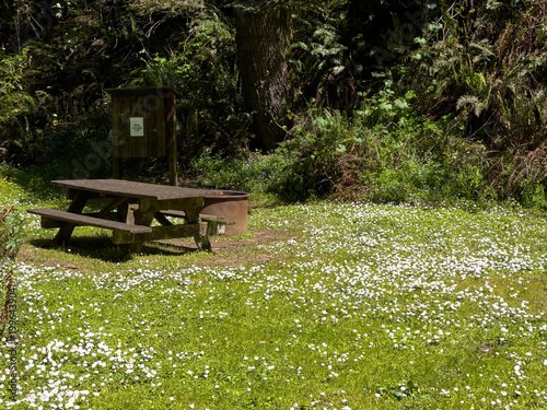 Camping bench in spring