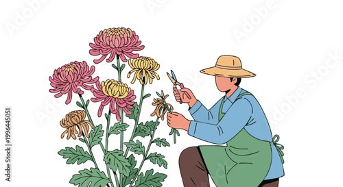 Gardener in hat pruning chrysanthemum flowers with shears illustration