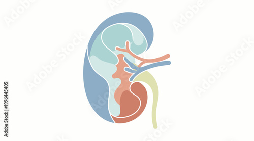 Stylized illustration of a human kidney with internal structures like renal artery, vein, and ureter shown in different colors.