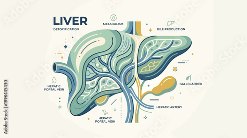 Detailed anatomical illustration of the human liver showcasing its vital functions like detoxification, metabolism, and bile production.