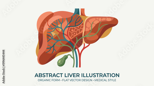 Abstract flat vector illustration of human liver with internal anatomy and gallbladder in medical style, showing vessels and ducts.