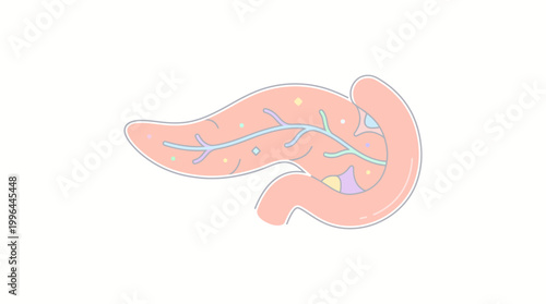 Stylized anatomical illustration of the human pancreas organ with internal ducts and colorful islets on a white background.