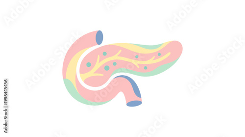 Stylized illustration of the human pancreas, an endocrine and exocrine gland, showing its internal structure and ducts in pastel colors.