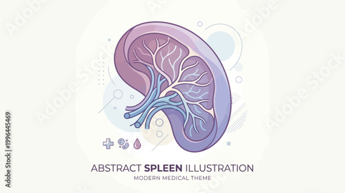 Abstract illustration of a human spleen with internal structures and blood vessels, depicted in purple and blue tones, set against a modern medical background.