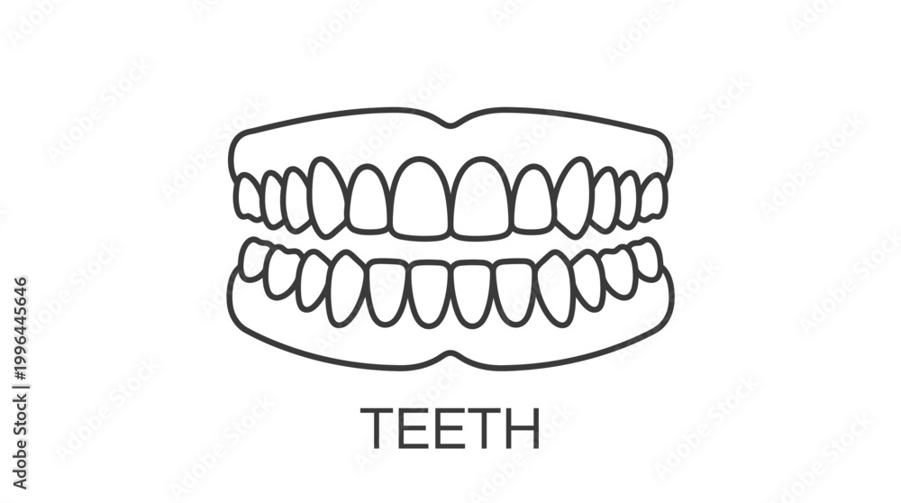Obraz premium Simple line art illustration of human teeth, showing both upper and lower dental arches, representing oral health and dentistry.