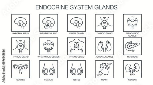 Line art icons illustrating various glands of the human endocrine system, including the brain, neck, torso, and reproductive organs.