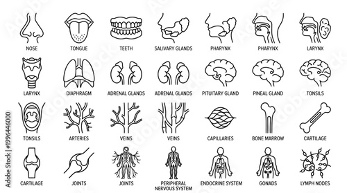 Line art icons illustrating various human internal organs, body parts, and anatomical systems for medical and educational purposes.