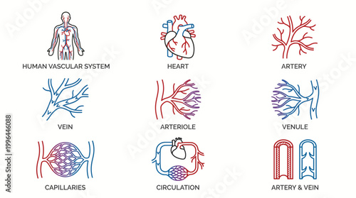 Detailed line art icons illustrating the human circulatory system components and blood flow, including heart, arteries, veins, capillaries, and overall circulation.