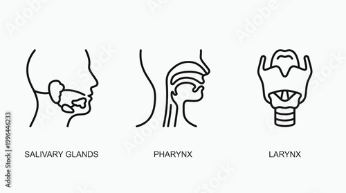 Line art illustrations of human salivary glands, pharynx, and larynx, depicting anatomical structures of the throat and mouth.