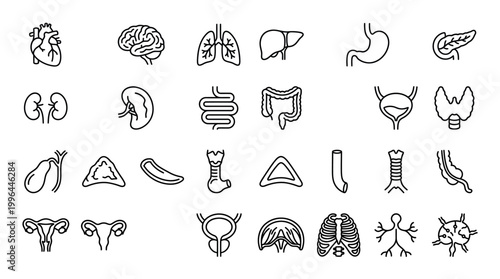 Collection of human internal organs line icons, illustrating anatomy and medical concepts for biology and health education.