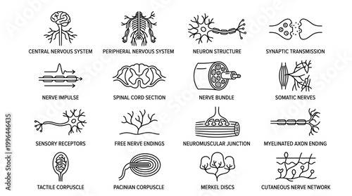 Line icons illustrating various components and processes of the human nervous system, including neurons, synapses, and sensory receptors.