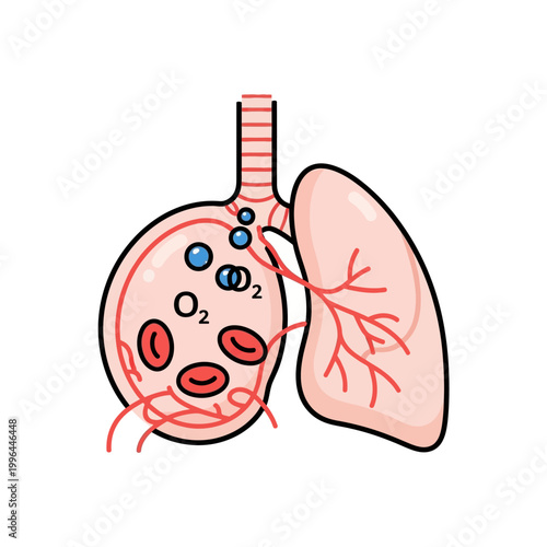 Medical Illustration of Human Lung Anatomy and Alveolus Gas Exchange showing Oxygen Molecules and Red Blood Cells in the Respiratory System