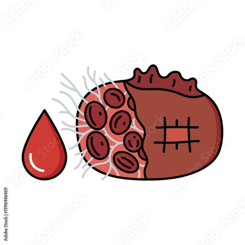 Blood Clotting Process Illustration: Cross-Section of a Wound with Red Blood Cells, Fibrin Strands, and Scab