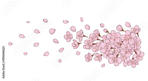 Japanese sakura cherry blossom branch with petals drifting in wind. Vector illustration on black background