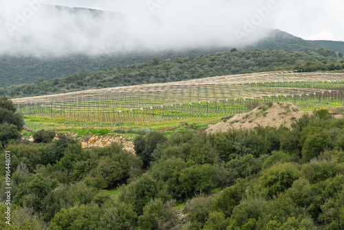 Agriculture vineyard with protective netting on Golan Heights in Israel. crop rows are covered with protective mesh under a misty mountain peak