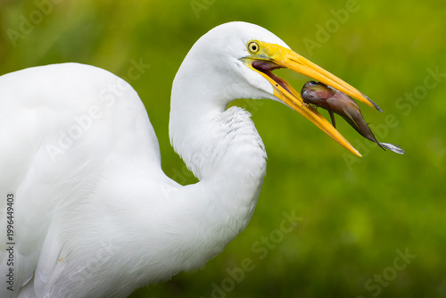 Tableau sur toile Great egret catching fish close up