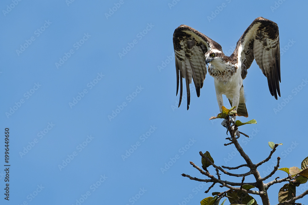 Fototapeta premium Osprey in flight with wings spread against blue sky