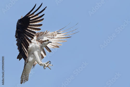 Osprey in flight with wings spread against blue sky