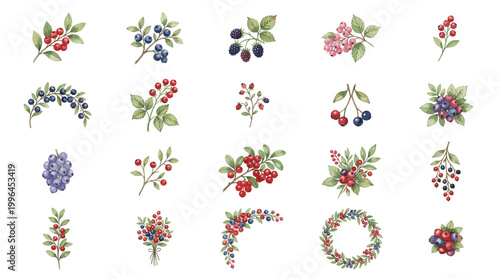 Colorful berry botanical vector collection with holly, olives, cherries, flowers, leaves, wreaths and floral sprigs for festive nature designs