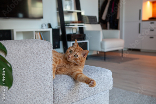 An orange cat lounges on the arm of a light-colored couch in a spacious living room. The setting features a plant, a TV, and bright light coming through the window