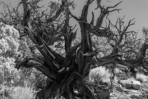 Fotografi Ancient twisted desert tree with gnarled black branches, stark monochrome tones, and rugged rocks in a dramatic, haunting landscape