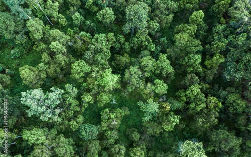 Aerial view of tropical rainforest, forest canopy, nature background