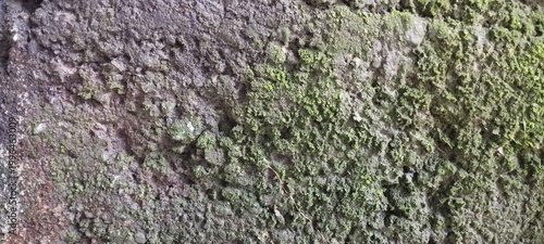 Foto the rough wall texture is already mossy