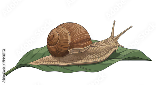 A charming cartoon garden snail with a brown shell resting on a green leaf.