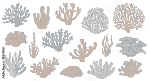 Illustration of various coral species on a white background
