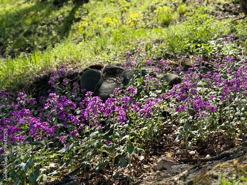 Spring purple wildflowers growing on sunlit forest floor