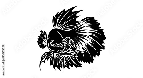 Black and white betta fish portrait.