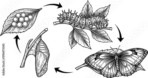 Detailed Black and White Butterfly Life Cycle Egg Caterpillar Chrysalis and Adult Engraving Vector Illustration for Science Education Design