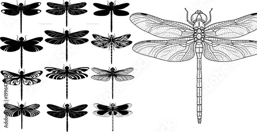 Detailed Black Silhouette and Engraved Dragonfly Species Collection in Multiple Styles Vector Illustration Set for Nature Design