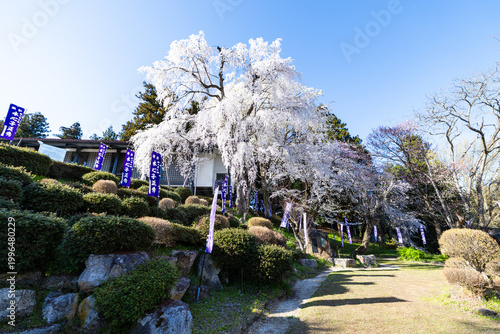 烏帽子山千本桜