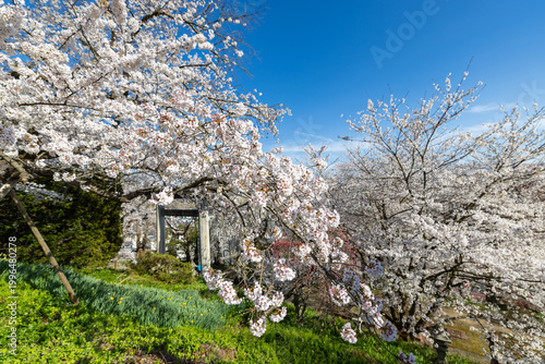 烏帽子山千本桜