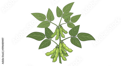 Green Soybean Plant with Pods and Leaves Isolated on White Background