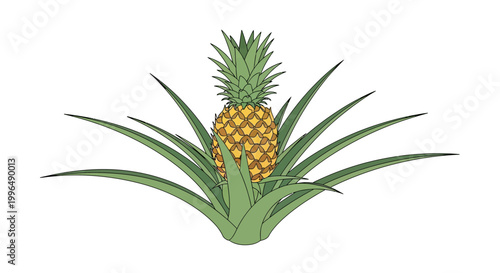 Pineapple Fruit Growing on Plant with Green Leaves