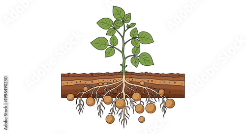 Potato Plant Growth: Underground Roots and Tubers - Illustration