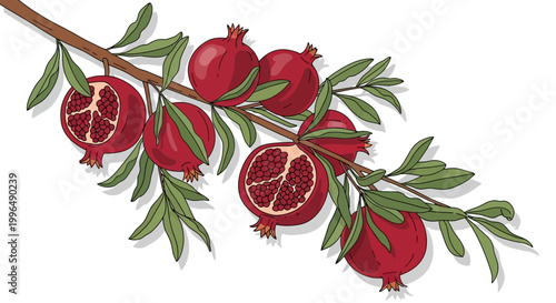 Pomegranate Branch with Ripe Fruits and Green Leaves, Isolated on White Background